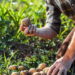 O melhor adubo para batatas e o segredo de colheitas gigantes