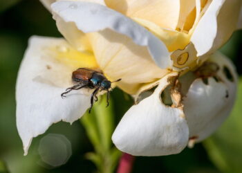 As 3 plantas que afastam o besouro de jardim do seu quintal
