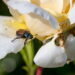 As 3 plantas que afastam o besouro de jardim do seu quintal