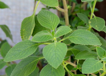 Planta muito usada para bens medicinais pode estar em seu jardim com essas dicas!