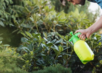 O truque do borrifador que está salvando orquídeas em todo lugar