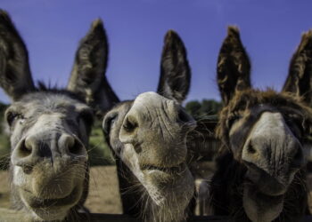 Qual é o coletivo de burro?