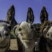 Qual é o coletivo de burro?