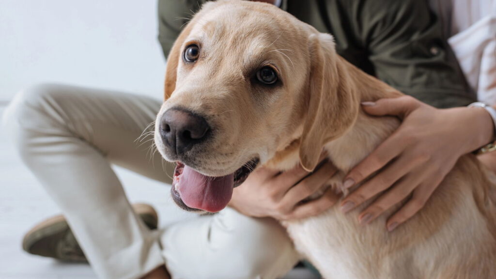 Redução comprovada da ansiedade e dos sintomas depressivos por meio da presença de cães
