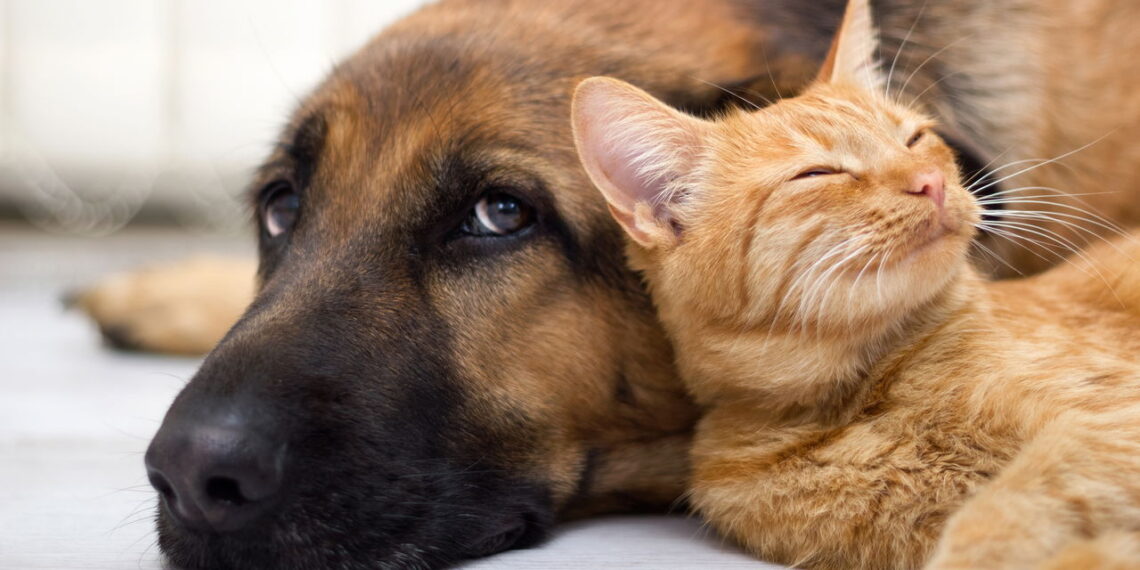Atenção, donos de pets: plantas venenosas para manter longe de cães e gatos