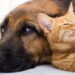 Atenção, donos de pets: plantas venenosas para manter longe de cães e gatos