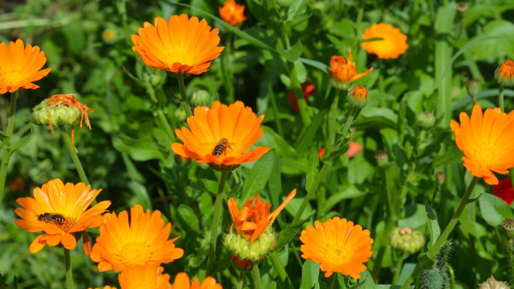 Essa flor além de vibrante é cheia de potencial para um bom cultivo em casa