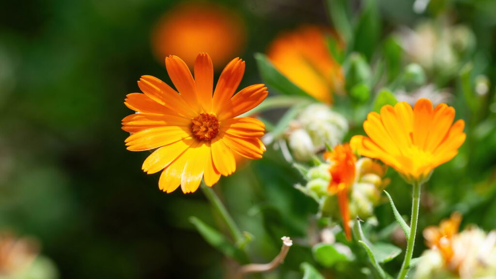 Essas plantas simples afastam pulgões do seu jardim