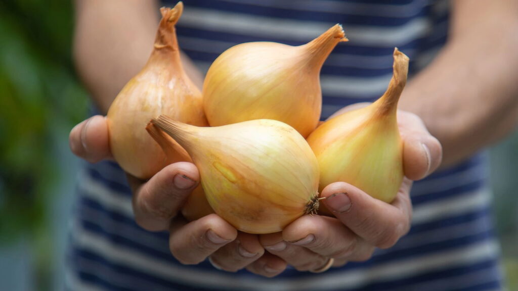 Cultive um dos ingredientes essenciais da culinária diretamente no seu jardim!