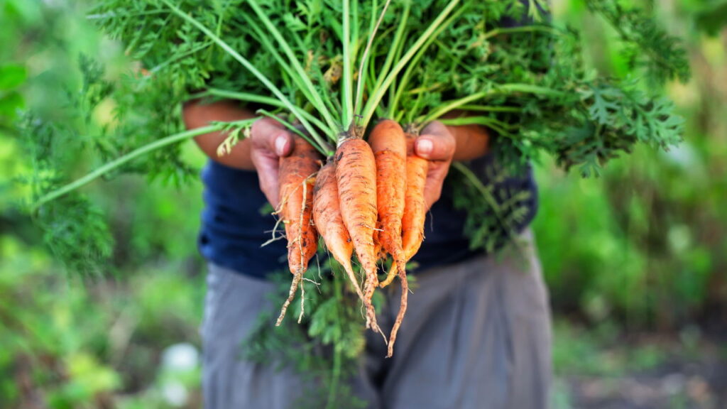Um dos vegetais mais consumidos pode estar na sua casa com essa dica de cultivo!