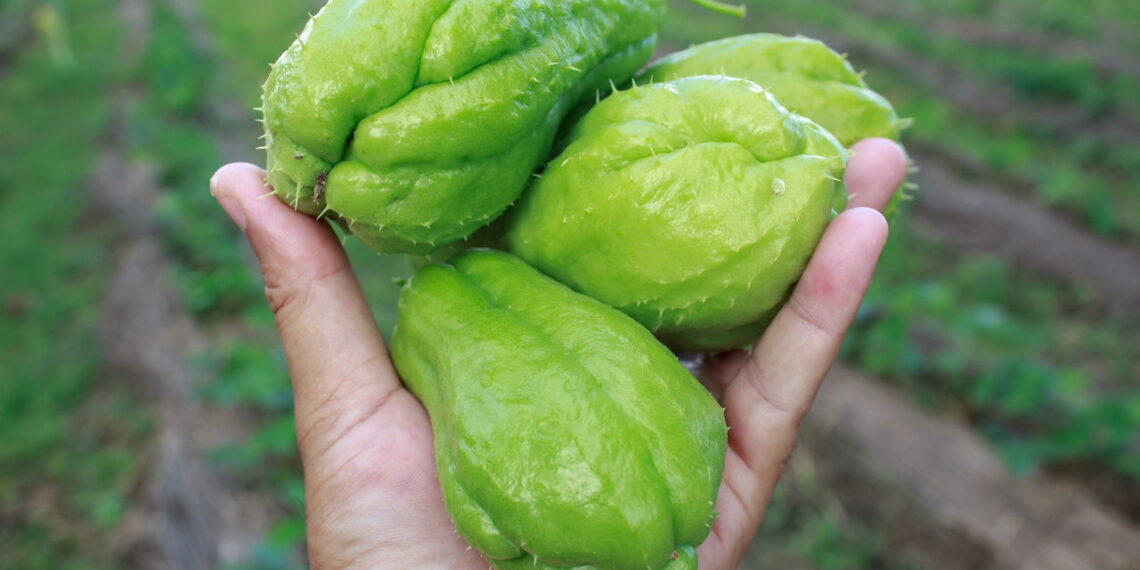 Confira agora como cultivar essa hortaliça nutritiva em casa imediatamente!