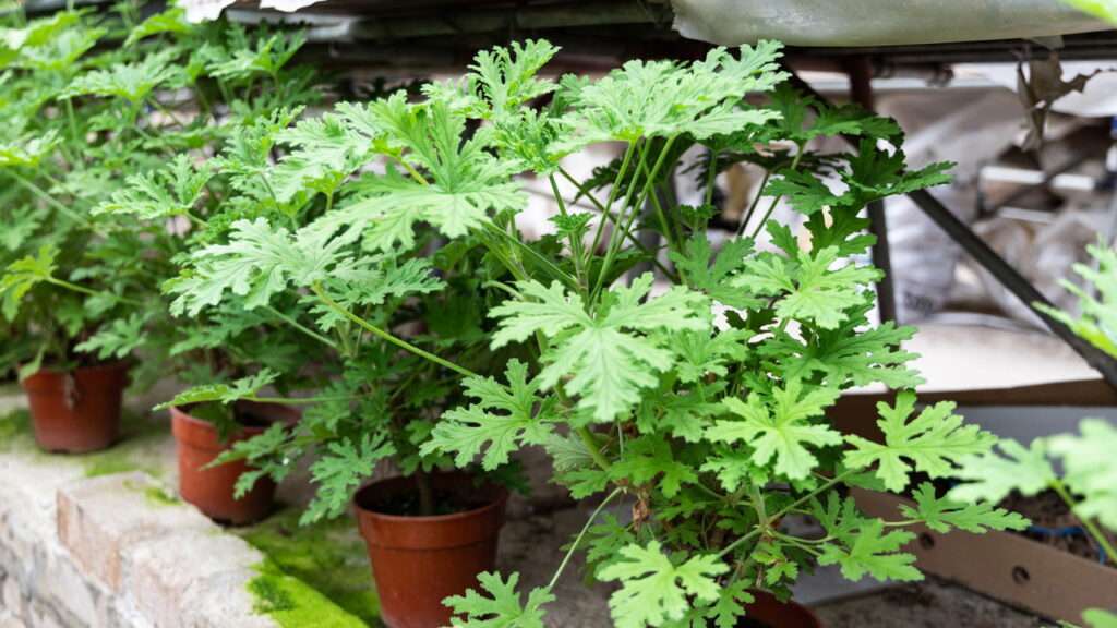 Plantas com cheiro forte são aliadas naturais para afastar animais do jardim