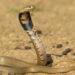 Como manter as cobras longe de sua casa e jardim