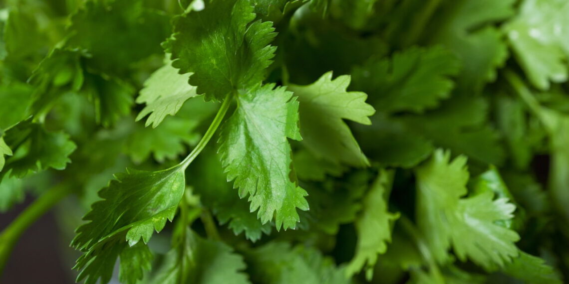 Essa erva é a melhor aliada natural contra inflamações e diabetes