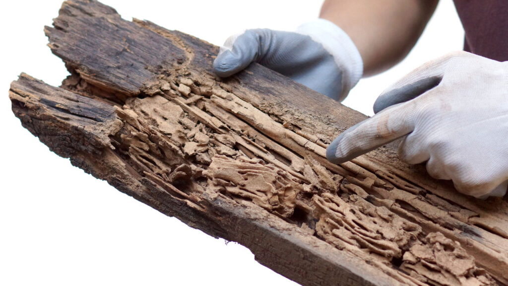 Seus móveis estão virando pó? Saiba como identificar e afastar os cupins rapidamente