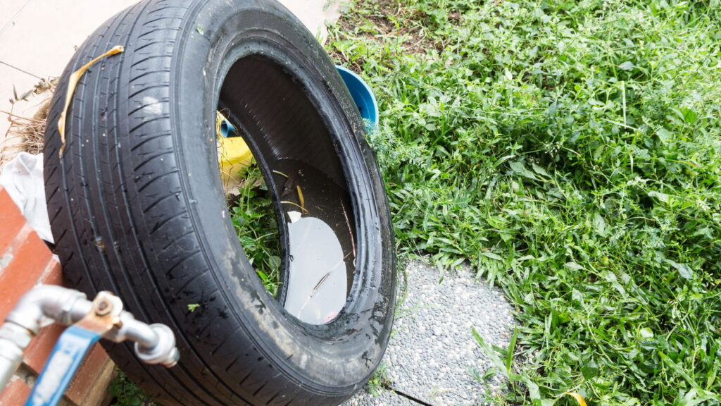 Como eliminar o Aedes aegypti da sua casa de forma simples