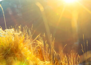 Plantas que resistem ao sol e duram o ano todo