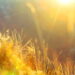 Plantas que resistem ao sol e duram o ano todo