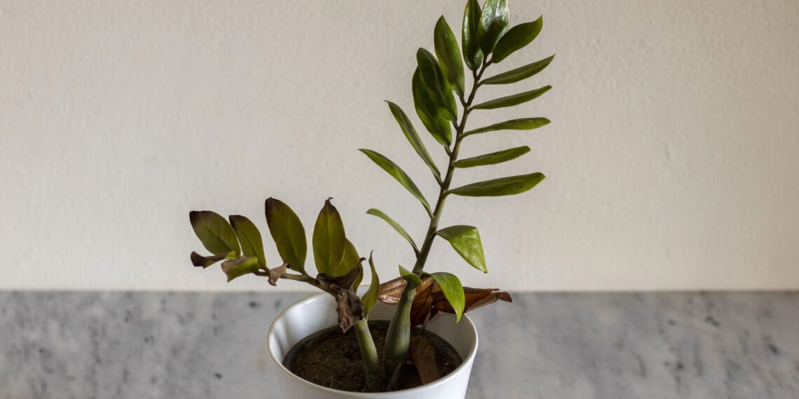 O erro comum que pode estar matando suas plantas em vasos