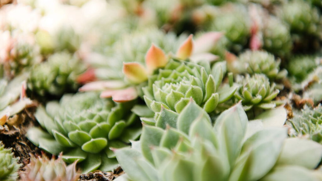 As melhores plantas que adoram sol e deixam sua varanda cheia de vida