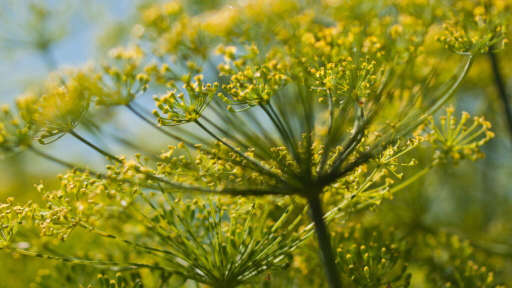 Endro afasta várias pragas das suas plantas, saiba como