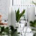 5 plantas elegantes e de baixa manutenção para ter em seu escritório