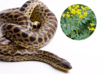 As três plantas mais eficazes para manter cobras bem longe