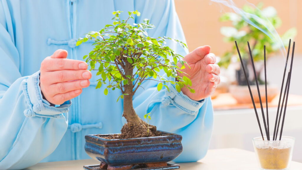 Plantas que trazem bem-estar emocional e afastam energias ruins
