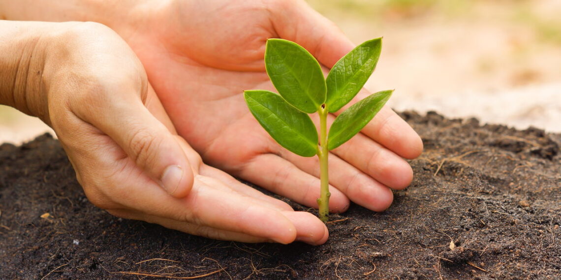 O fertilizante orgânico mais eficaz que você pode fazer em casa