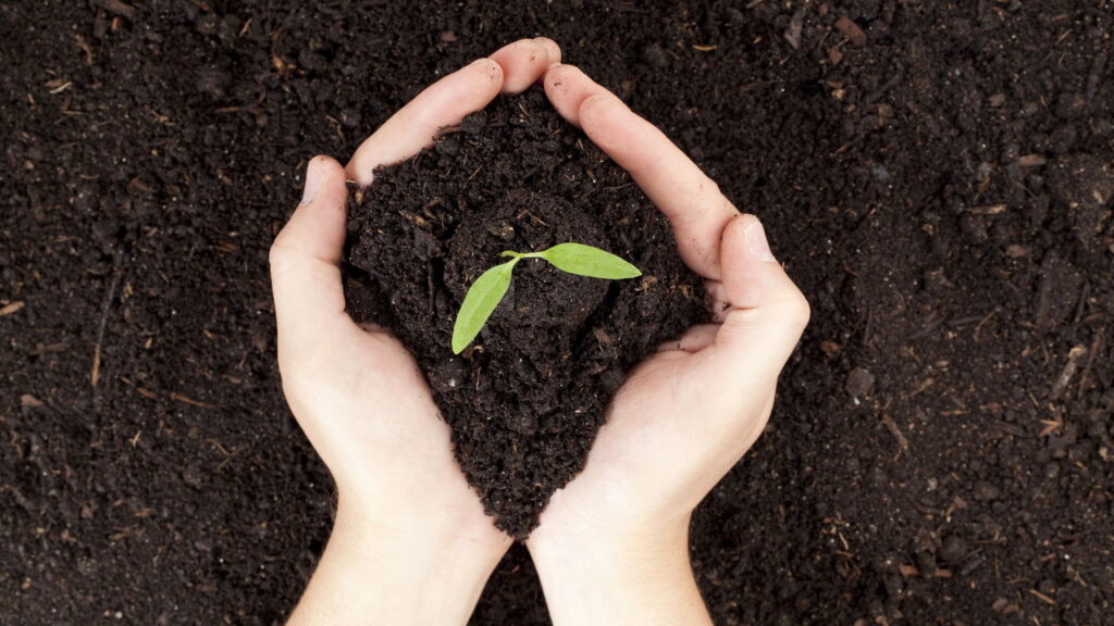 Jardineiros revelam: o fertilizante natural que funciona melhor que NPK
