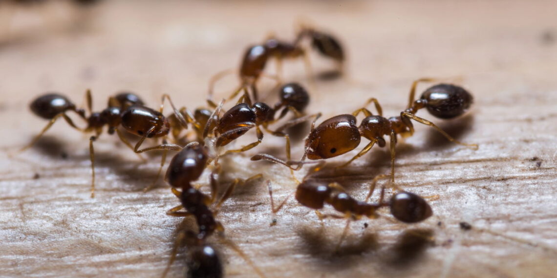 Por que as formigas aparecem em banheiros mesmo sem comida?