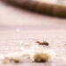 O segredo para afastar formigas do jardim sem venenos perigosos