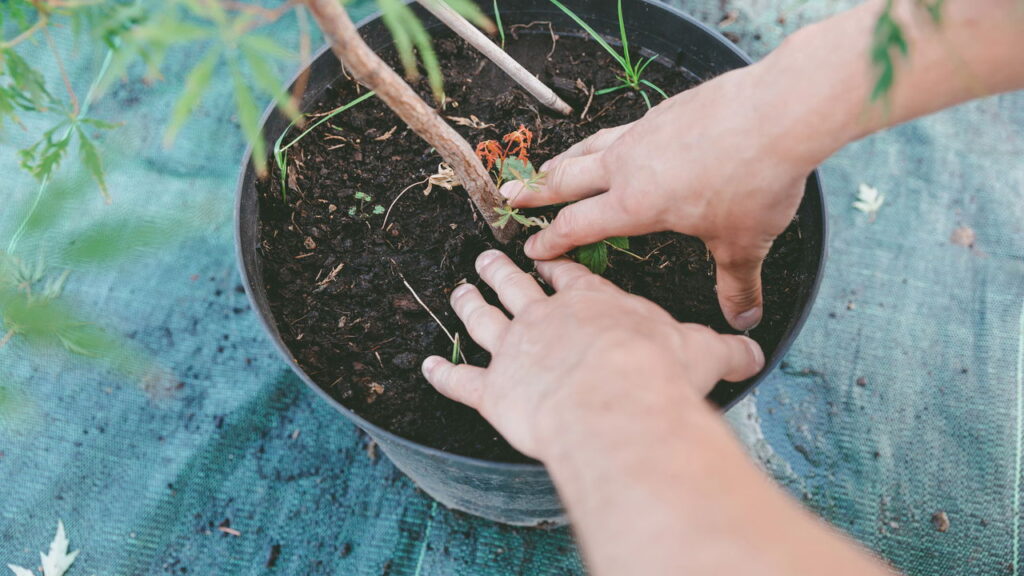 Plantas que você precisa ter para afastar insetos da sua casa