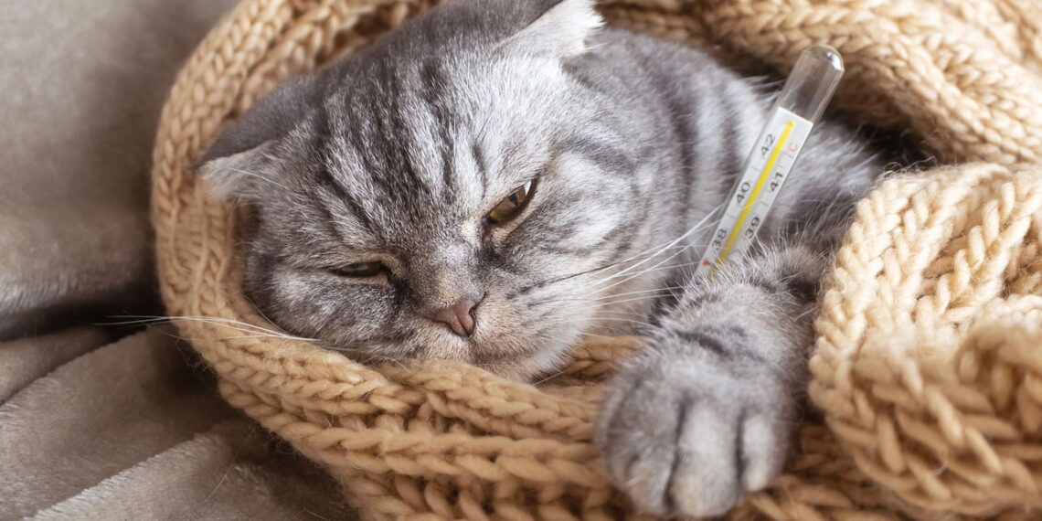 O ronronar do seu gato pode revelar muito mais do que você imagina