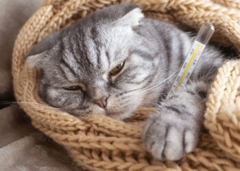 O ronronar do seu gato pode revelar muito mais do que você imagina