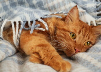 Por que os gatos mudam de comportamento quando estamos doentes?
