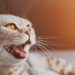 O que significa quando os gatos miam olhando para um canto da casa