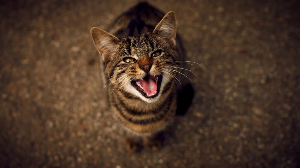 O que significa quando os gatos miam olhando para um canto da casa