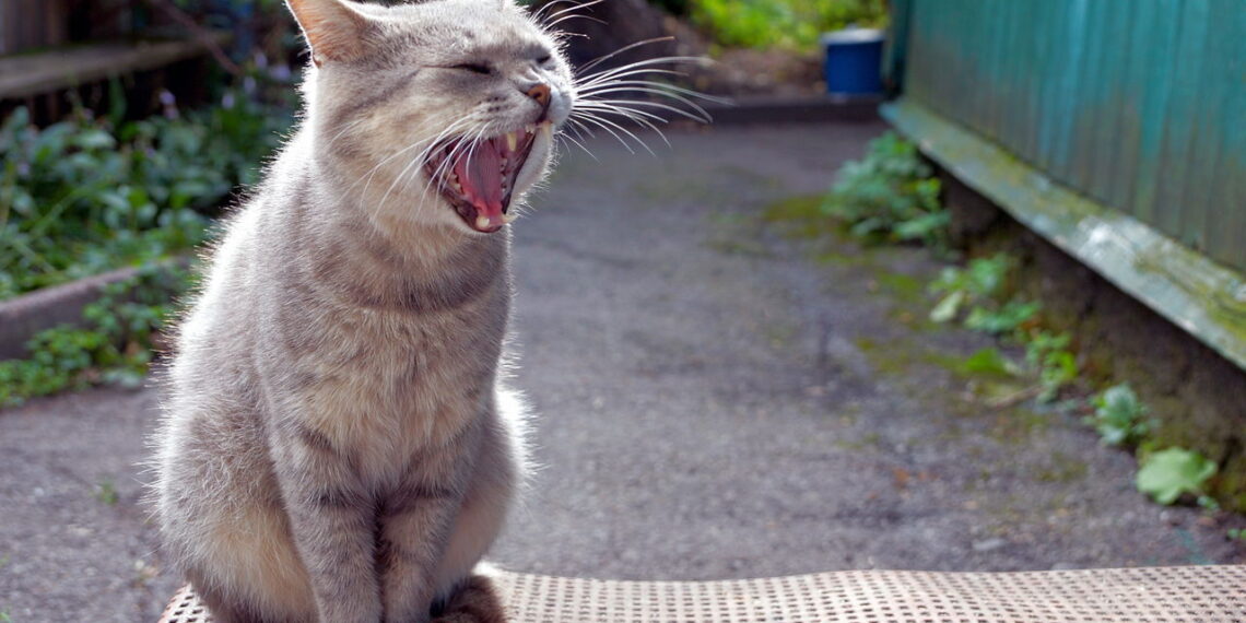 O que significa quando um gato rosna para algumas pessoas e não para outras