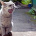 O que significa quando um gato rosna para algumas pessoas e não para outras