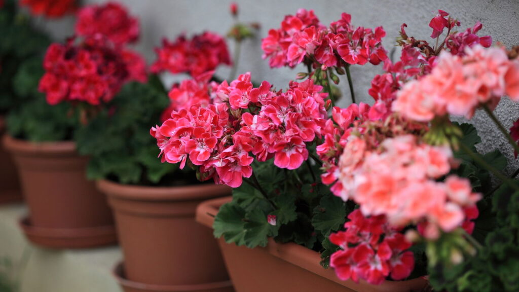 As 3 plantas que enchem o jardim da sua casa de flores na primavera