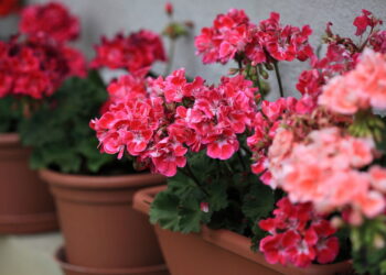 Melhores plantas para plantar em agosto
