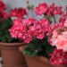 Melhores plantas para plantar em agosto