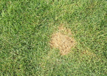 Formação de manchas circulares que comprometem a vitalidade do gramado