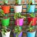Como montar um jardim comestível que decora e alimenta