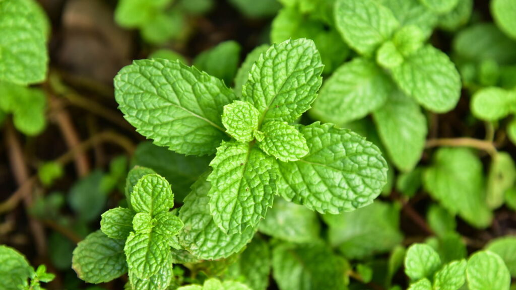 Essas plantas perfumadas mantém as aranhas longe de casa
