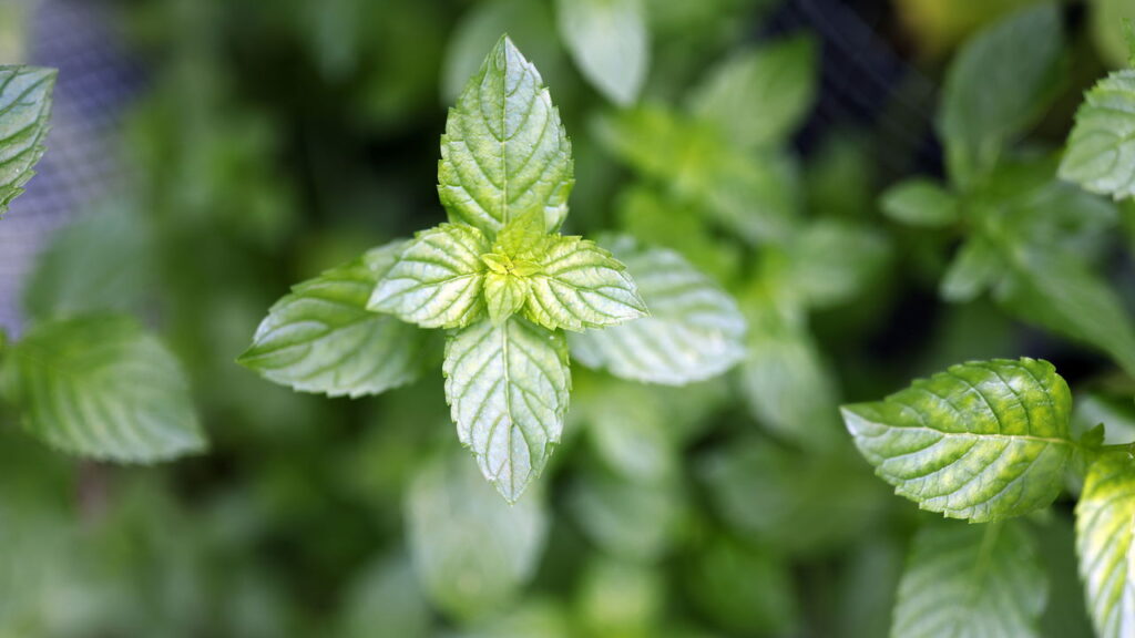 As plantas que afastam formigas da sua despensa