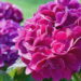 Flor vibrante de fácil cultivo transforma jardins em cenários de delicada beleza