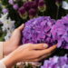 O segredo sobre as hortênsias que está fazendo jardineiros se assustarem