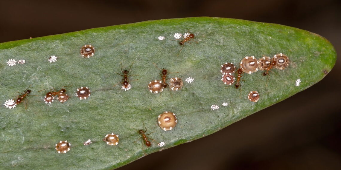 Plantas que atraem insetos e pragas para o seu jardim